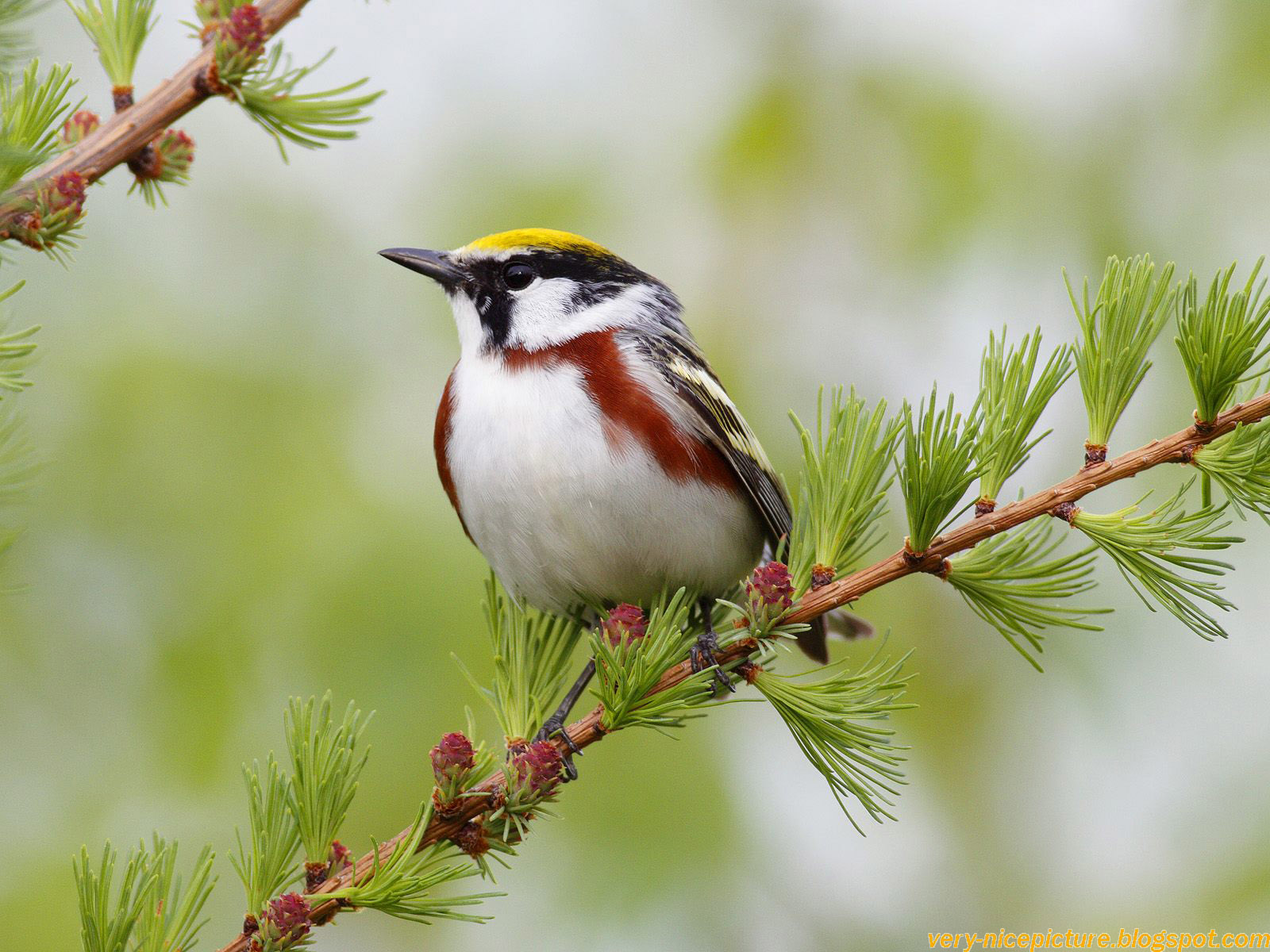 birds wallpapers birds wallpaper bird wallpaper bird wallpapers ...