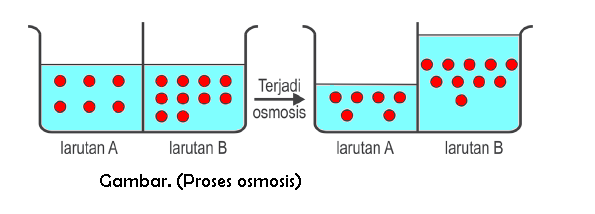 Difusi, Difusi Terbantu, dan Osmosis - Info Pendidikan dan 