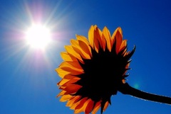 sunshine1