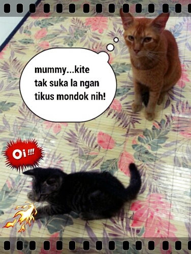 Meowwmania: Wordless Wednesday : Tikus Mondok!