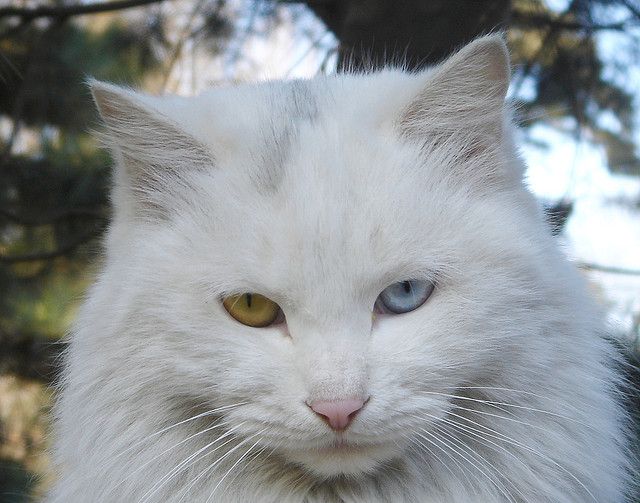 A Persian Cat with different-colored eyes