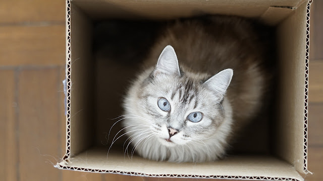 Why Cats Like Boxes And Hiding Places