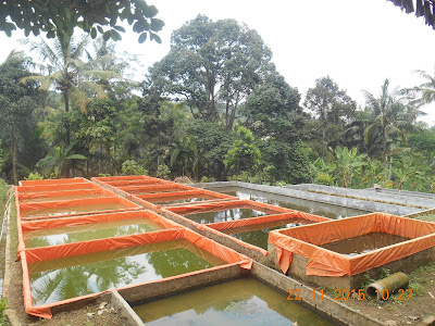 Kolam Lele