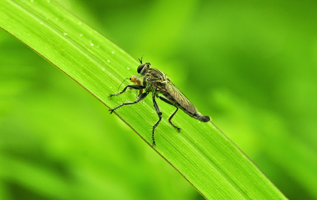 robber fly with prey