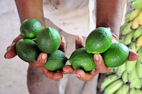 Plátanos, Limones, Café y Naranjas de Veracruz by Jose Luis Avila Herrera