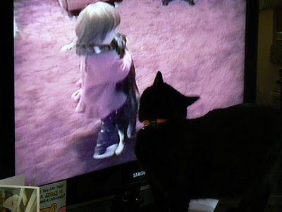 Cats watching T.V 