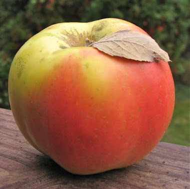 Yellow and pink apple with prominent ribs