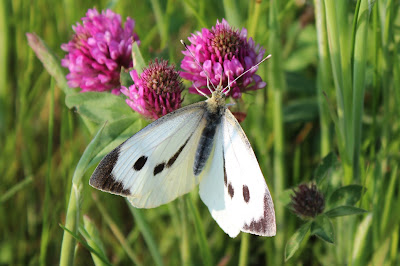 Grutte Wite Koalflinter - Groot Koolwitje - Pieris brassicae