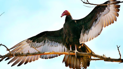Avvoltoio o Aura Tiñosa, simbolo di Oshun