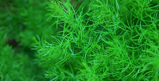 Kurilo  Asparagus - Medicinal Plants Of Nepal