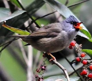 Black Chinned Yuhina Bird Pictures