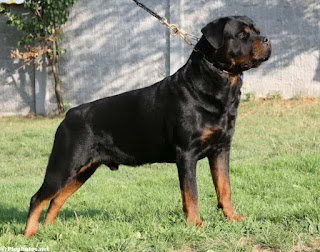 rottweiler dog