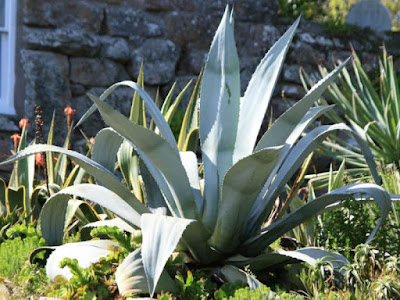 agave