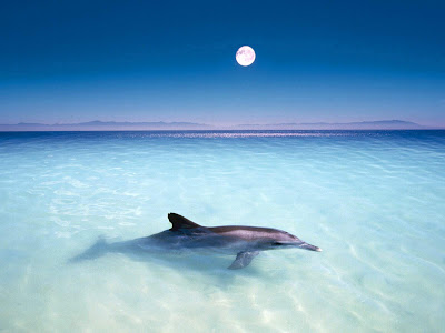 Dolphin