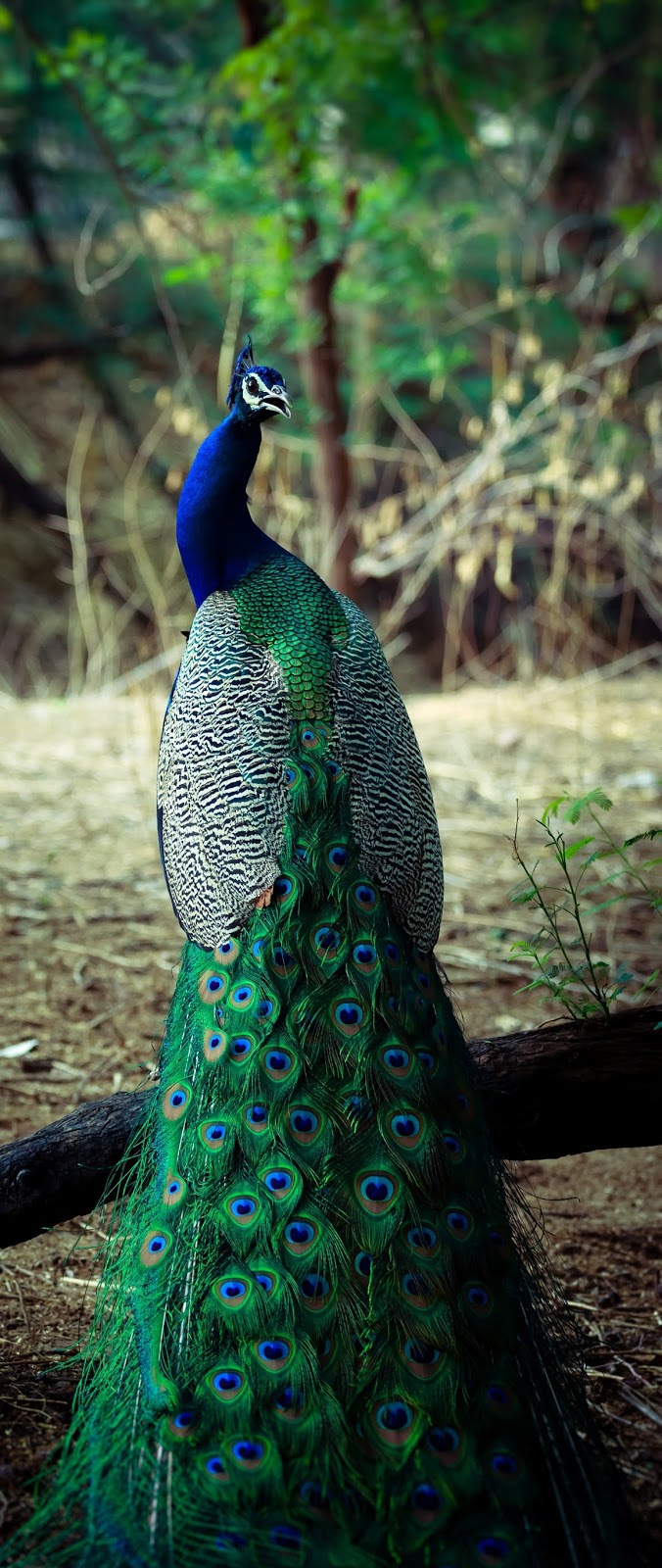 A beautiful peacock.