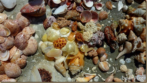 Sanibel Shell and birds_193