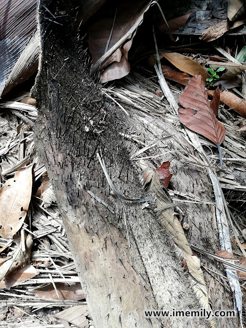 Hiking Bukit Sapu Tangan via Lake Trail