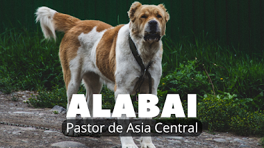 Pastor de Asia Central ALABAI