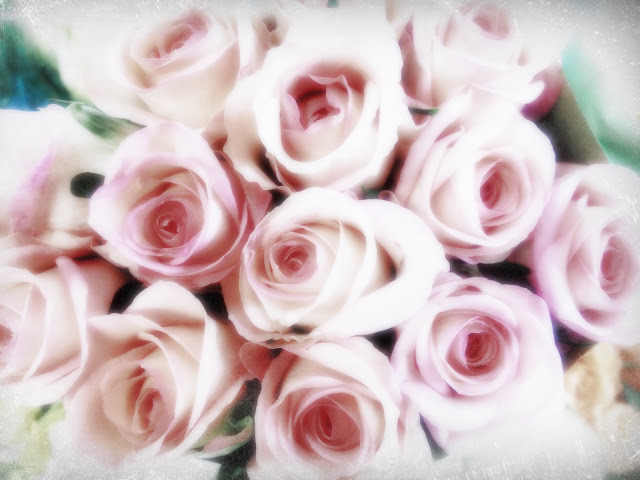 pink roses