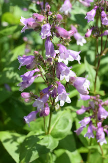 Penstemon calycosus 