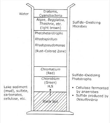 The Winogradsky Column