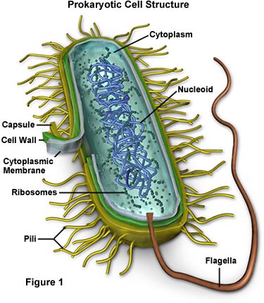 picture of animal cell labeled. animal cell parts diagram.