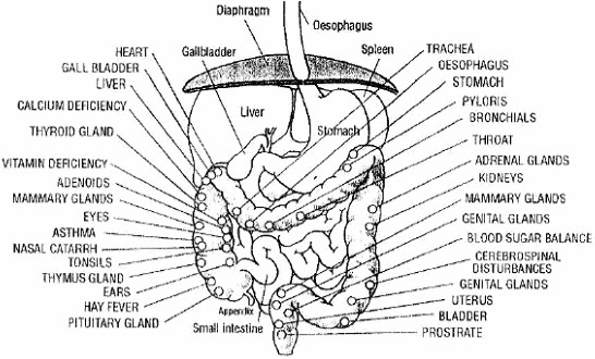 digestive system diagram. human digestive system diagram