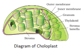NCERT Solutions for Class 11th: Ch 8 Cell : The Unit of Life Biology