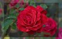 Red Rose Border Wallpaper