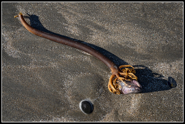 Risser's Beach; Nova Scotia; Seaweed; Mussels; Shell