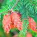 Here's an overview of the Douglas Fir