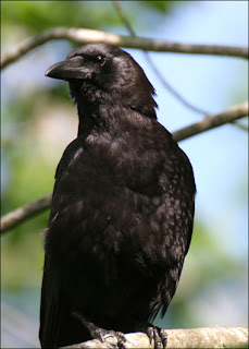 crow, gagak, smart animal