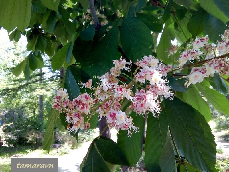 Конский каштан обыкновенный (Aesculus hippocastanum)