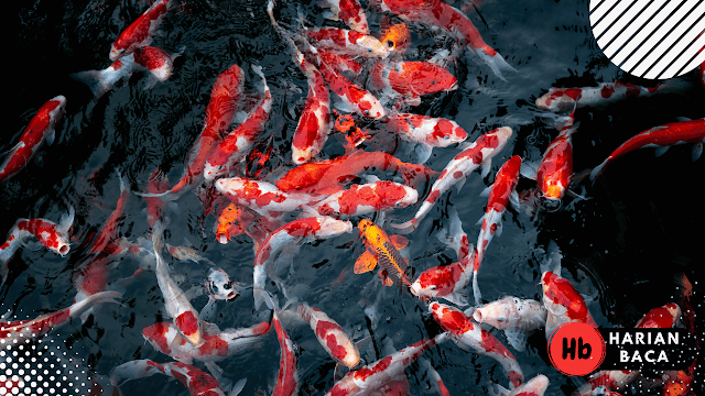 Apa Arti Mimpi Melihat Ikan di dalam Kolam? Temukan Tafsir dan Penjelasan Lengkapnya