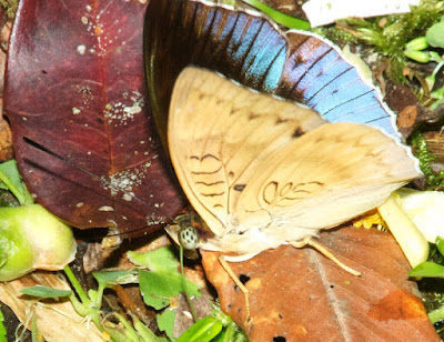 Horsfield's Baron (Tanaecia iapis)