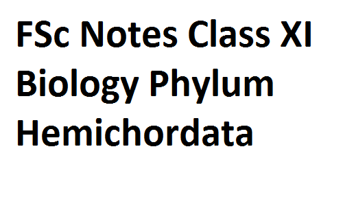 FSc Notes Class XI Biology Phylum Hemichordata fscnotes0