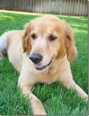 dog pics (9)