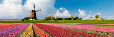 Garden Tulips in Netherlands