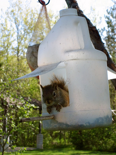 Recycled Bird Feeder