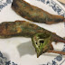 【食譜。墨西哥】Chile Rellenos羊角椒鑲崁起司