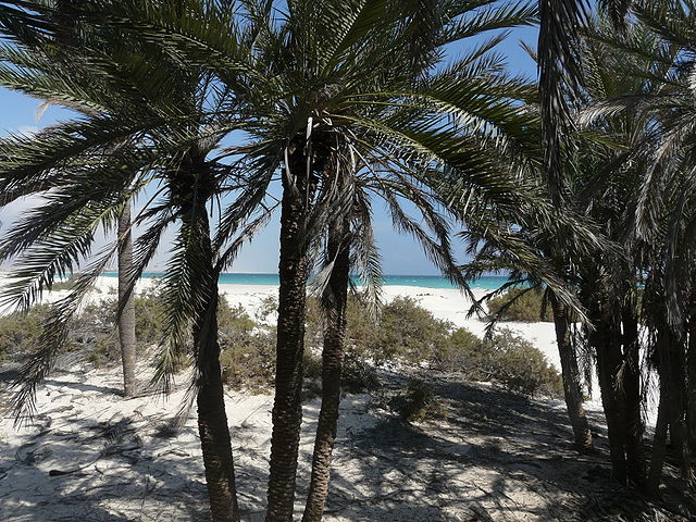 Socotra island