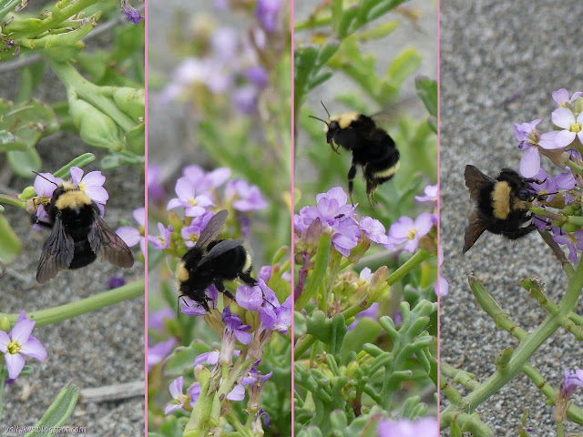 bumble bee in four poses