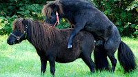 Mule And Horse Mating