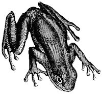 Public Domain frog clip art black and white images