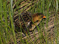 Yellow Rail – Seney National Wildlife Refuge, MI – May 2009 – photo by Dominic Sherony