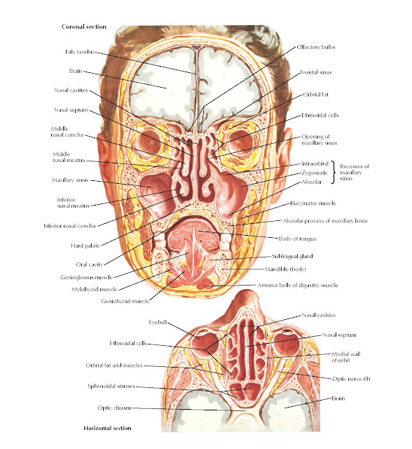 Paranasal Sinuses Anatomy