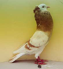 Starwitzer Pouter Pigeon