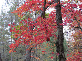 autumn colors