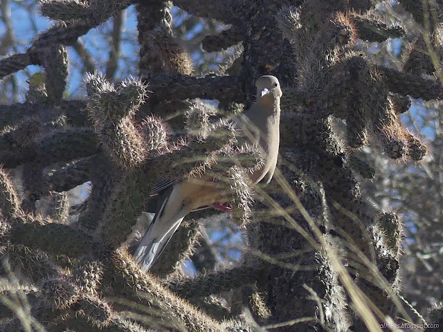 34: grey bird in a cholla