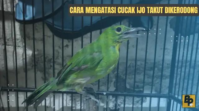 Cara Mengatasi Cucak Ijo Takut Dikerodong